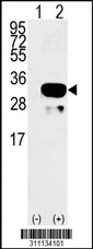 Western blot analysis of his-tag ACMSD (arrow) using his tag antibody. 293 cell lysates (2 ug/lane) either nontransfected (Lane 1) or transiently transfected with the ACMSD gene