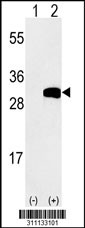 Western blot analysis of his-tag YEATS4 (arrow) using his tag antibody. 293 cell lysates (2 ug/lane) either nontransfected (Lane 1) or transiently transfected with the YEATS4 gene