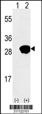 Western blot analysis of his-tag NUDT21 (arrow) using his tag antibody. 293 cell lysates (2 ug/lane) either nontransfected (Lane 1) or transiently transfected with the NUDT21 gene
