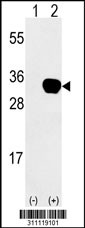 Western blot analysis of his-tag GZMB (arrow) using his tag antibody. 293 cell lysates (2 ug/lane) either nontransfected (Lane 1) or transiently transfected with the GZMB gene