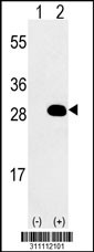 Western blot analysis of his-tag EIF6 (arrow) using his tag antibody. 293 cell lysates (2 ug/lane) either nontransfected (Lane 1) or transiently transfected with the EIF6 gene