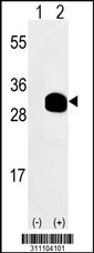 Western blot analysis of his-tag C1orf163 (arrow) using his tag antibody. 293 cell lysates (2 ug/lane) either nontransfected (Lane 1) or transiently transfected with the C1orf163 gene