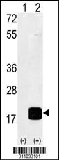 Western blot analysis of his-tag PPIA (arrow) using his tag antibody. 293 cell lysates (2 ug/lane) either nontransfected (Lane 1) or transiently transfected with the PPIA gene