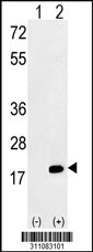 Western blot analysis of his-tag H3F3B (arrow) using his tag antibody. 293 cell lysates (2 ug/lane) either nontransfected (Lane 1) or transiently transfected with the H3F3B gene