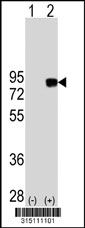 Western blot analysis of his-tag SH3KBP1 (arrow) using his tag antibody. 293T cell lysates (2 ug/lane) either nontransfected (Lane 1) or transiently transfected with the SH3KBP1 gene‘