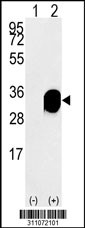 Western blot analysis of his-tag YWHAB (arrow) using his tag antibody. 293 cell lysates (2 ug/lane) either nontransfected (Lane 1) or transiently transfected with the YWHAB gene