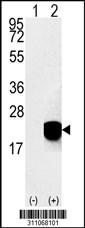 Western blot analysis of his-tag SUMO3 (arrow) using his tag antibody. 293 cell lysates (2 ug/lane) either nontransfected (Lane 1) or transiently transfected with the SUMO3 gene