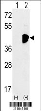 Western blot analysis of his-tag EIF4A2 (arrow) using his tag antibody. 293 cell lysates (2 ug/lane) either nontransfected (Lane 1) or transiently transfected with the EIF4A2 gene