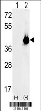 Western blot analysis of his-tag ADH5 (arrow) using his tag antibody. 293 cell lysates (2 ug/lane) either nontransfected (Lane 1) or transiently transfected with the ADH5 gene