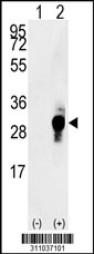 Western blot analysis of his-tag TSPAN4 (arrow) using his tag antibody. 293 cell lysates (2 ug/lane) either nontransfected (Lane 1) or transiently transfected with the TSPAN4 gene