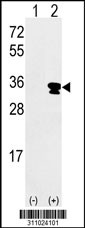 Western blot analysis of his-tag KLK3 (arrow) using his tag antibody. 293 cell lysates (2 ug/lane) either nontransfected (Lane 1) or transiently transfected with the KLK3 gene