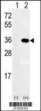 Western blot analysis of his-tag ESD (arrow) using his tag antibody. 293 cell lysates (2 ug/lane) either nontransfected (Lane 1) or transiently transfected with the ESD gene