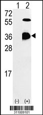 Western blot analysis of his-tag ATF6 (arrow) using his tag antibody. 293 cell lysates (2 ug/lane) either nontransfected (Lane 1) or transiently transfected with the ATF6 gene