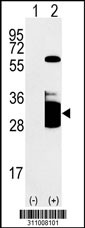Western blot analysis of his-tag APOA1 (arrow) using his tag antibody. 293 cell lysates (2 ug/lane) either nontransfected (Lane 1) or transiently transfected with the APOA1 gene