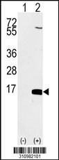 Western blot analysis of his-tag SNRPD2 (arrow) using his tag antibody. 293 cell lysates (2 ug/lane) either nontransfected (Lane 1) or transiently transfected with the SNRPD2 gene
