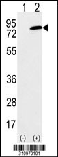 Western blot analysis of his-tag WDR1 (arrow) using his tag antibody. 293 cell lysates (2 ug/lane) either nontransfected (Lane 1) or transiently transfected with the WDR1 gene