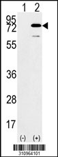 Western blot analysis of his-tag SYK (arrow) using his tag antibody. 293 cell lysates (2 ug/lane) either nontransfected (Lane 1) or transiently transfected with the SYK gene