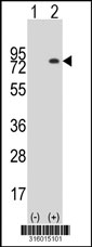 Western blot analysis of his-tag IGSF8 (arrow) using his tag antibody. 293T cell lysates (2 ug/lane) either nontransfected (Lane 1) or transiently transfected with the IGSF8 gene‘