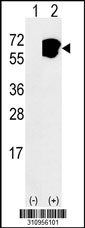 Western blot analysis of his-tag HSPA8 (arrow) using his tag antibody. 293 cell lysates (2 ug/lane) either nontransfected (Lane 1) or transiently transfected with the HSPA8 gene