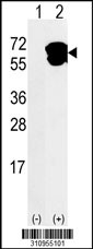 Western blot analysis of his-tag HSPA2 (arrow) using his tag antibody. 293 cell lysates (2 ug/lane) either nontransfected (Lane 1) or transiently transfected with the HSPA2 gene