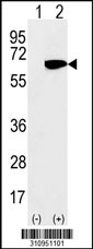 Western blot analysis of his-tag FASTK (arrow) using his tag antibody. 293 cell lysates (2 ug/lane) either nontransfected (Lane 1) or transiently transfected with the FASTK gene