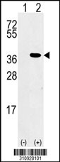 Western blot analysis of his-tag PAX6 (arrow) using his tag antibody. 293 cell lysates (2 ug/lane) either nontransfected (Lane 1) or transiently transfected with the PAX6 gene