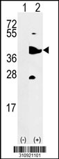 Western blot analysis of his-tag GOT1 (arrow) using his tag antibody. 293 cell lysates (2 ug/lane) either nontransfected (Lane 1) or transiently transfected with the GOT1 gene