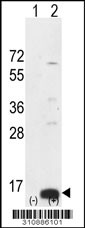 Western blot analysis of his-tag HAMP (arrow) using his tag antibody. 293 cell lysates (2 ug/lane) either nontransfected (Lane 1) or transiently transfected with the HAMP gene