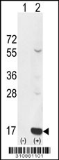 Western blot analysis of his-tag GAL (arrow) using his tag antibody. 293 cell lysates (2 ug/lane) either nontransfected (Lane 1) or transiently transfected with the GAL gene