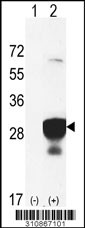 Western blot analysis of his-tag ACOT11 (arrow) using his tag antibody. 293 cell lysates (2 ug/lane) either nontransfected (Lane 1) or transiently transfected with the ACOT11 gene