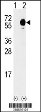 Western blot analysis of his-tag TUBB3 (arrow) using his tag antibody. 293 cell lysates (2 ug/lane) either nontransfected (Lane 1) or transiently transfected with the TUBB3 gene