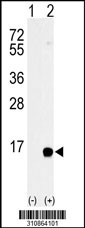 Western blot analysis of his-tag S100A14 (arrow) using his tag antibody. 293 cell lysates (2 ug/lane) either nontransfected (Lane 1) or transiently transfected with the S100A14 gene