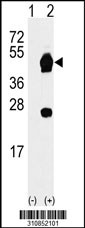 Western blot analysis of his-tag KRT19 (arrow) using his tag antibody. 293 cell lysates (2 ug/lane) either nontransfected (Lane 1) or transiently transfected with the KRT19 gene