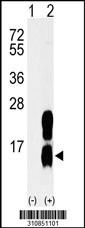Western blot analysis of his-tag KCNE1 (arrow) using his tag antibody. 293 cell lysates (2 ug/lane) either nontransfected (Lane 1) or transiently transfected with the KCNE1 gene
