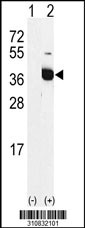 Western blot analysis of his-tag STRAP (arrow) using his tag antibody. 293 cell lysates (2 ug/lane) either nontransfected (Lane 1) or transiently transfected with the STRAP gene
