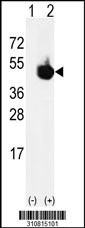 Western blot analysis of his-tag EIF3F (arrow) using his tag antibody. 293 cell lysates (2 ug/lane) either nontransfected (Lane 1) or transiently transfected with the EIF3F gene