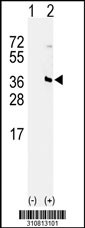 Western blot analysis of his-tag DIMT1L (arrow) using his tag antibody. 293 cell lysates (2 ug/lane) either nontransfected (Lane 1) or transiently transfected with the DIMT1L gene