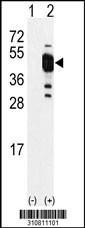 Western blot analysis of his-tag DFFA (arrow) using his tag antibody. 293 cell lysates (2 ug/lane) either nontransfected (Lane 1) or transiently transfected with the DFFA gene