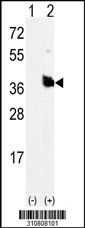 Western blot analysis of his-tag COPS5 (arrow) using his tag antibody. 293 cell lysates (2 ug/lane) either nontransfected (Lane 1) or transiently transfected with the COPS5 gene