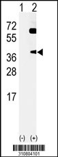 Western blot analysis of his-tag ATF4 (arrow) using his tag antibody. 293 cell lysates (2 ug/lane) either nontransfected (Lane 1) or transiently transfected with the ATF4 gene