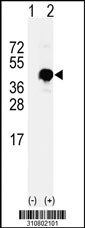 Western blot analysis of his-tag APEX1 (arrow) using his tag antibody. 293 cell lysates (2 ug/lane) either nontransfected (Lane 1) or transiently transfected with the APEX1 gene