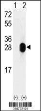 Western blot analysis of his-tag TIA1 (arrow) using his tag antibody. 293 cell lysates (2 ug/lane) either nontransfected (Lane 1) or transiently transfected with the TIA1 gene