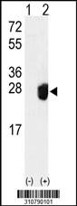 Western blot analysis of his-tag SENP8 (arrow) using his tag antibody. 293 cell lysates (2 ug/lane) either nontransfected (Lane 1) or transiently transfected with the SENP8 gene
