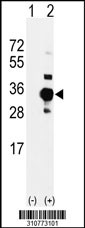 Western blot analysis of his-tag MAPK15 (arrow) using his tag antibody. 293 cell lysates (2 ug/lane) either nontransfected (Lane 1) or transiently transfected with the MAPK15 gene
