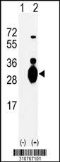 Western blot analysis of his-tag GSTT1 (arrow) using his tag antibody. 293 cell lysates (2 ug/lane) either nontransfected (Lane 1) or transiently transfected with the GSTT1 gene