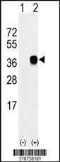 Western blot analysis of his-tag DDIT4 (arrow) using his tag antibody. 293 cell lysates (2 ug/lane) either nontransfected (Lane 1) or transiently transfected with the DDIT4 gene
