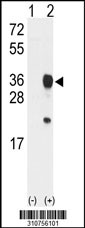 Western blot analysis of his-tag CLTA (arrow) using his tag antibody. 293 cell lysates (2 ug/lane) either nontransfected (Lane 1) or transiently transfected with the CLTA gene