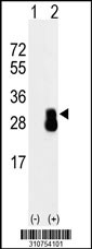 Western blot analysis of his-tag CD9 (arrow) using his tag antibody. 293 cell lysates (2 ug/lane) either nontransfected (Lane 1) or transiently transfected with the CD9 gene