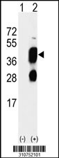 Western blot analysis of his-tag AZGP1 (arrow) using his tag antibody. 293 cell lysates (2 ug/lane) either nontransfected (Lane 1) or transiently transfected with the AZGP1 gene