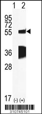 Western blot analysis of his-tag TRAF3IP3 (arrow) using his tag antibody. 293 cell lysates (2 ug/lane) either nontransfected (Lane 1) or transiently transfected with the TRAF3IP3 gene